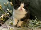 Sprout Exotic Shorthair