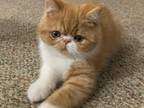 Alfalfa The Exotic Shorthair