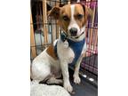 Adopt Pinto a Jack Russell Terrier