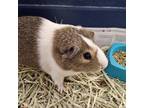 Adopt Diglett a Guinea Pig