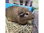 Adopt Squirtle a Guinea Pig