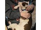 Adopt Bam Bam Pawstone a Pit Bull Terrier