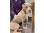 Adopt Vegas a Pit Bull Terrier