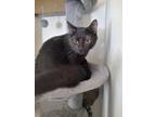 Adopt Freedom a Domestic Short Hair