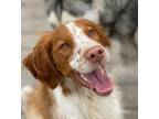 Adopt UT/Pippin (ID) a Brittany Spaniel