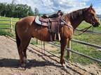 Copper Sugar Fling-2018 AQHA Chestnut Gelding