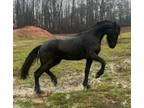 Full Paper Friesian Colt 2 yrs old