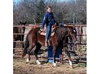 Liver Chestnut Mare With Tons Of Training