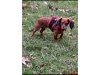 Adopt Bertie Ludwig a Dachshund