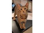 Adopt Sun a Domestic Short Hair