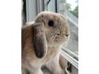 Adopt Monty a Lop Eared