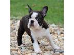 AKC Boston Terrier Puppies in Texas