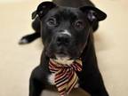 Adopt Zig Zag a Pit Bull Terrier, Border Collie