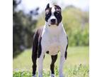 American Pit Bull Terrier Puppy for sale in Spokane, WA, USA