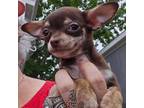 Chihuahua Puppy for sale in Converse, TX, USA