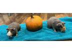 Adopt Jack and Neptune a Guinea Pig