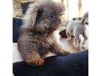 Shih Tzu Puppy for sale in Carrollton, OH, USA