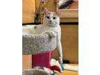 Adopt Ray-Ray a Domestic Short Hair