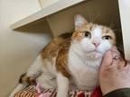 Adopt George (FRONT DECLAW) a Domestic Short Hair