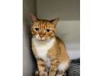 Adopt Russell a Domestic Short Hair