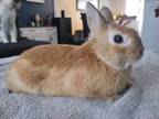 Adopt Bailey a Bunny Rabbit