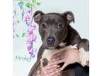 Adopt Monkey a Mixed Breed