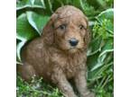 Goldendoodle Puppy for sale in Huntsville, AR, USA