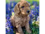 Goldendoodle Puppy for sale in Huntsville, AR, USA