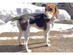 Adopt GEORGE a Beagle, Mixed Breed