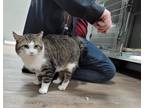 Adopt Tonka a Domestic Short Hair