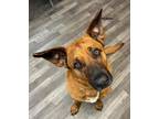Adopt Frankfort a German Shepherd Dog, Bloodhound
