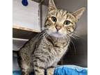 Adopt Spencer a Tabby, Domestic Short Hair