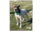 Adopt Ruff a Pit Bull Terrier