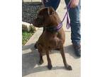 Adopt Mocha a Labrador Retriever, Mixed Breed