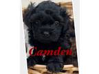 Adopt Camden a Shih poo