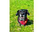 Adopt Chase a Labrador Retriever, Mixed Breed