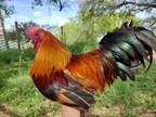 Adopt Blazer a Chicken