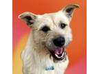 Adopt Rooster a Terrier