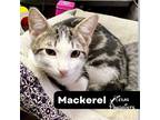 Adopt Mackerel a Domestic Short Hair, Tabby