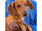 Adopt Dawson - Local March 22-24 a Dachshund