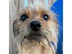 Adopt Stevie - Local March 22-24 a Terrier, Wirehaired Terrier