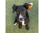 Adopt Bam Bam a Border Collie