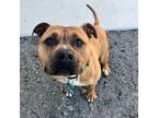 Adopt Butterscotch (ID 41237/ 382) a Pit Bull Terrier