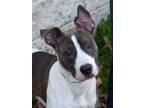 Adopt Marcus a Pit Bull Terrier, Hound