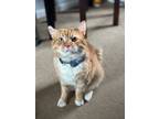Adopt Mr. Chatter Cheeks a Tabby