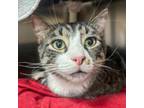 Adopt Recess a Domestic Short Hair