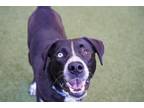 Adopt Captain Hook - Adoption Pending a Border Collie, Mixed Breed