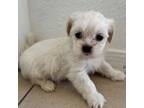 Male Shih Tzu