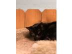 Adopt JASPER a Domestic Short Hair