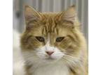 Adopt PUMPKIN a Domestic Medium Hair